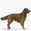 Real-Time Dog Golden Retriever 3D Model