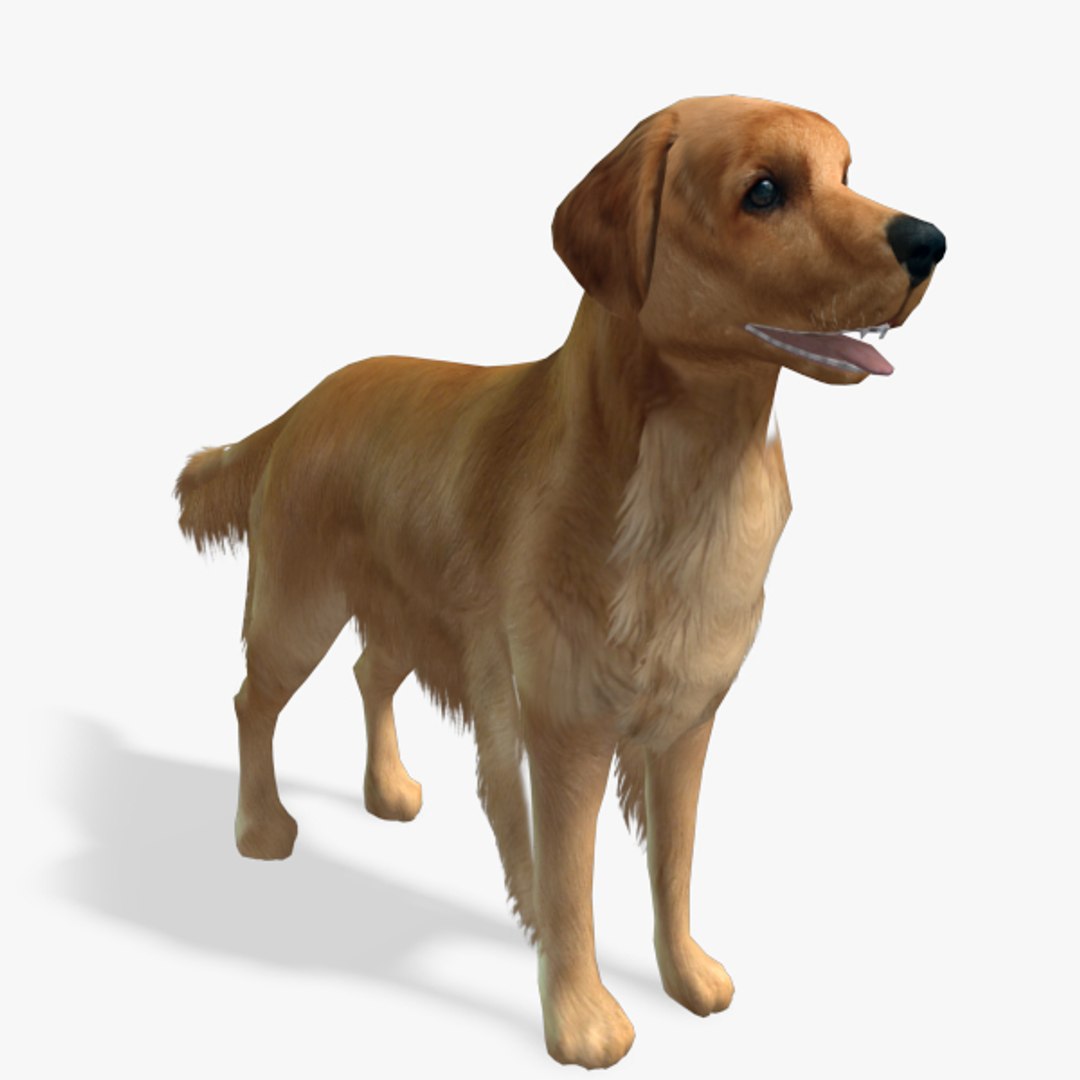 games dog en retriever obj https://p.turbosquid.com/ts-thumb/2c/6AKrzr/WRDt5vR2/goldenretrieverpreview05/jpg/1378814540/1920x1080/fit_q87/5c9ec479af12442c262620aea71b0aa2e9a52e4c/goldenretrieverpreview05.jpg