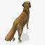 Real-Time Dog Golden Retriever 3D Model