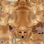 Real-Time Dog Golden Retriever 3D Model