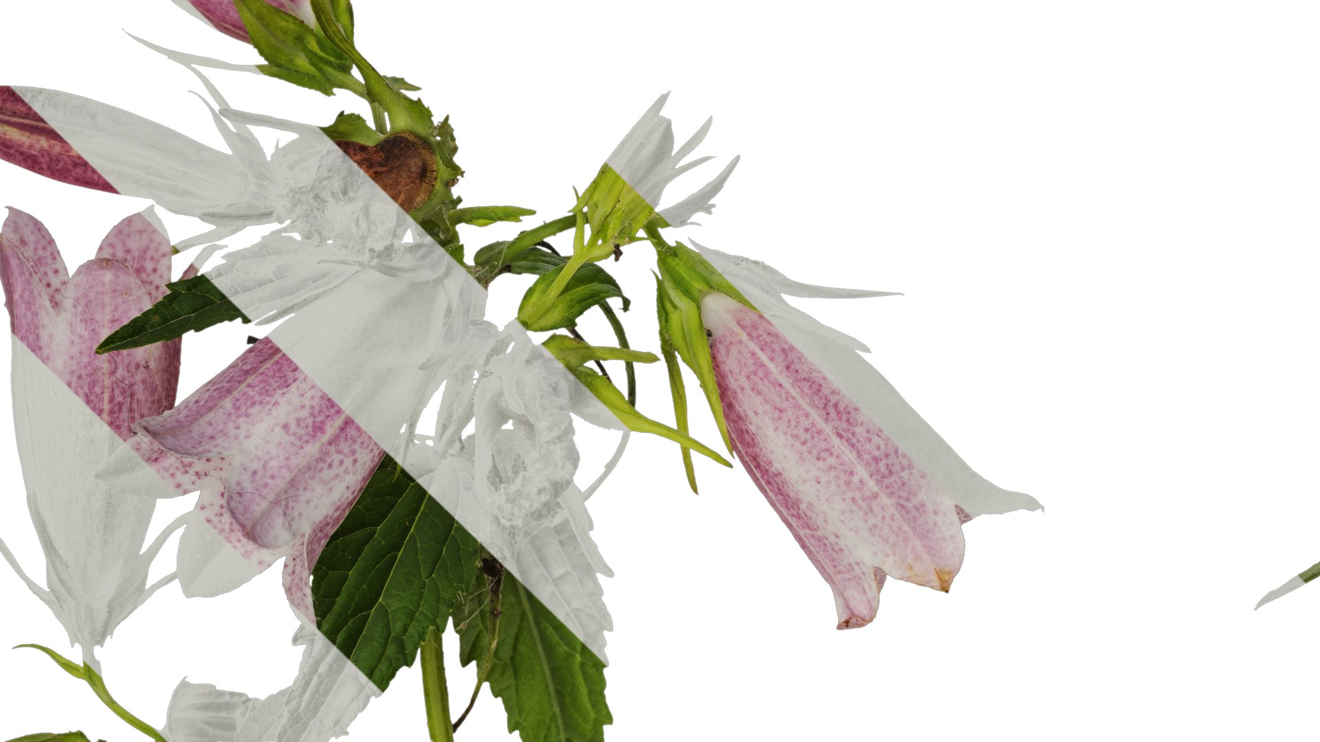Anydrafts Campanula Punctata Atlas 04 Textures 3D - TurboSquid 2353009
