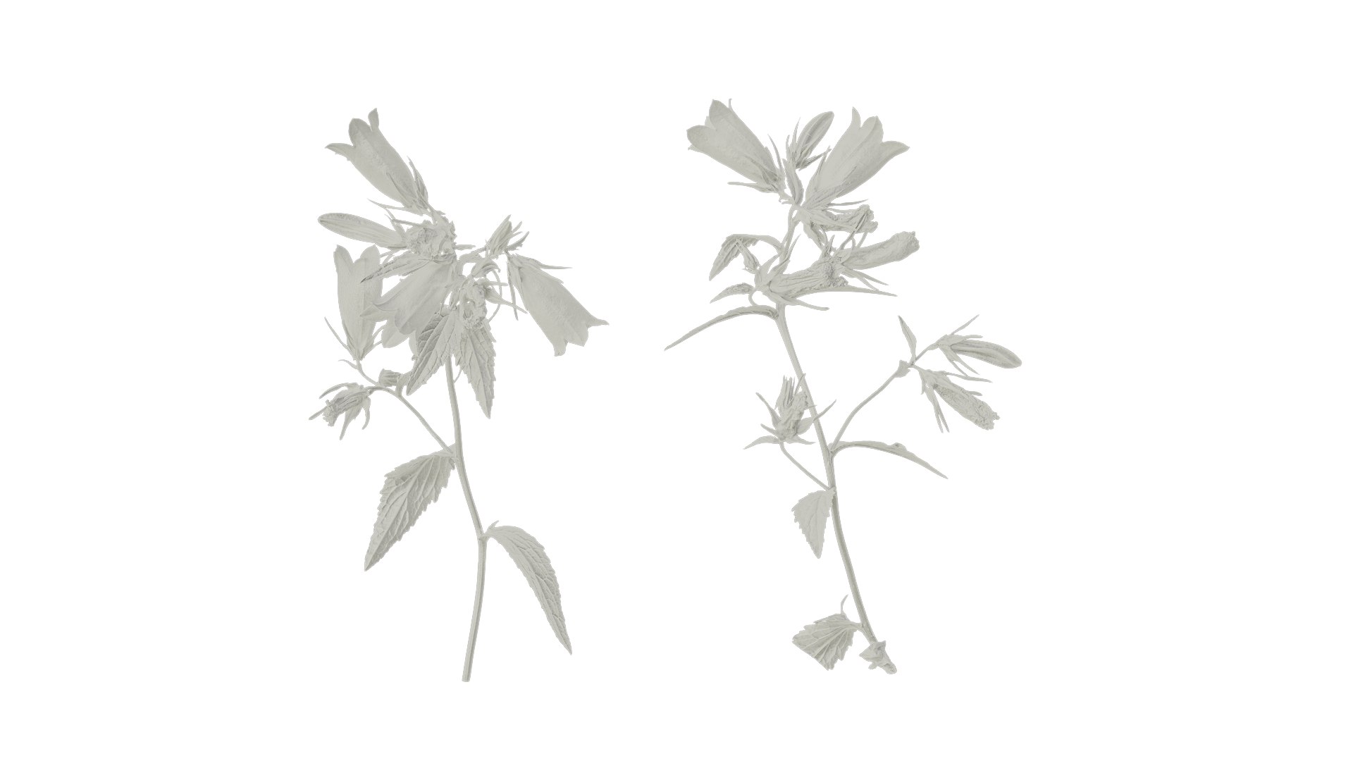 Anydrafts Campanula Punctata Atlas 04 Textures 3D - TurboSquid 2353009