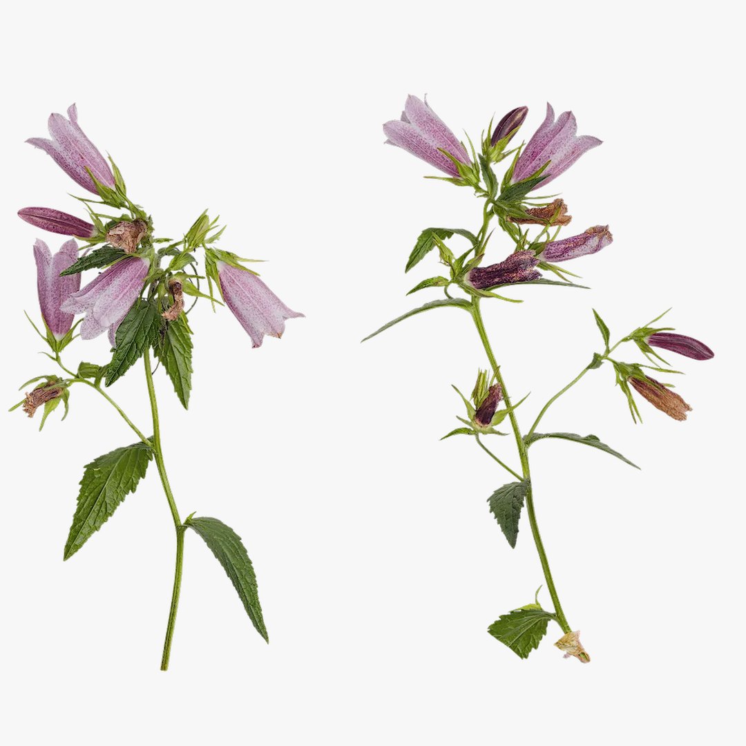 Anydrafts Campanula Punctata Atlas 04 Textures 3D - TurboSquid 2353009