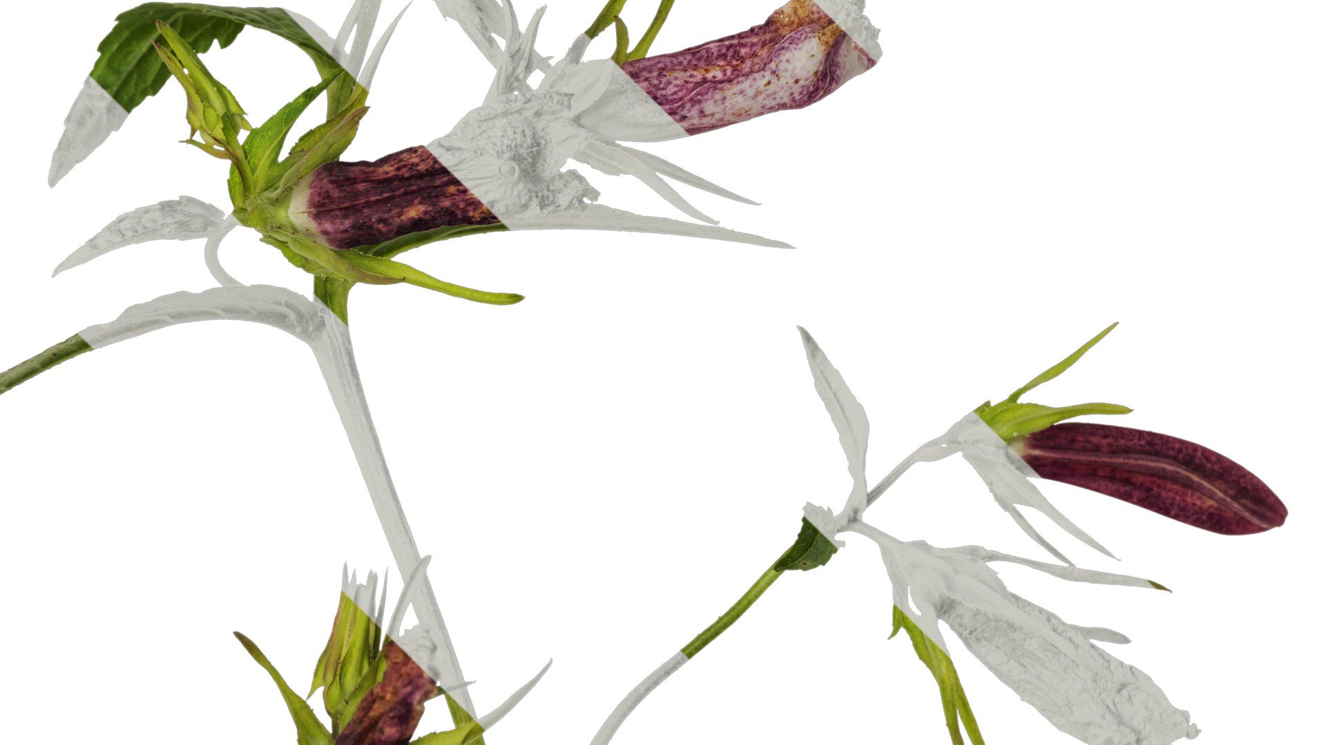 Anydrafts Campanula Punctata Atlas 04 Textures 3D - TurboSquid 2353009
