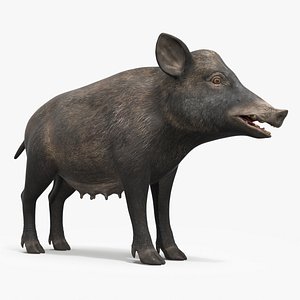 3D Wild Boar Female model