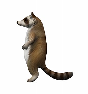 raccoon