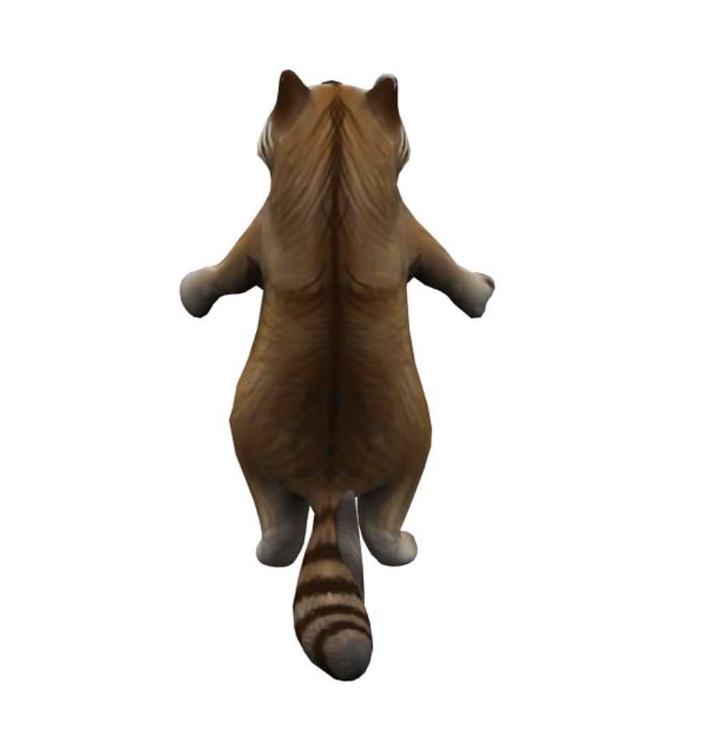 raccoon 3D model https://p.turbosquid.com/ts-thumb/2c/KgAoRW/P5fKBavx/raccoon1/png/1571471010/1920x1080/fit_q87/833889c23e1963530f92334249eb37790cda9fbd/raccoon1.jpg