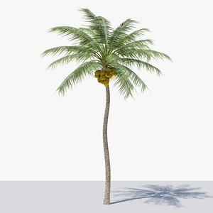 Coconut Palm v4 3D model