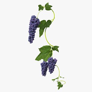 Black Bunch Of Grapes On Branch