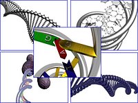 Set of 5 DNA chain models including Polymerase DNA model