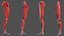 Human Leg Muscular System