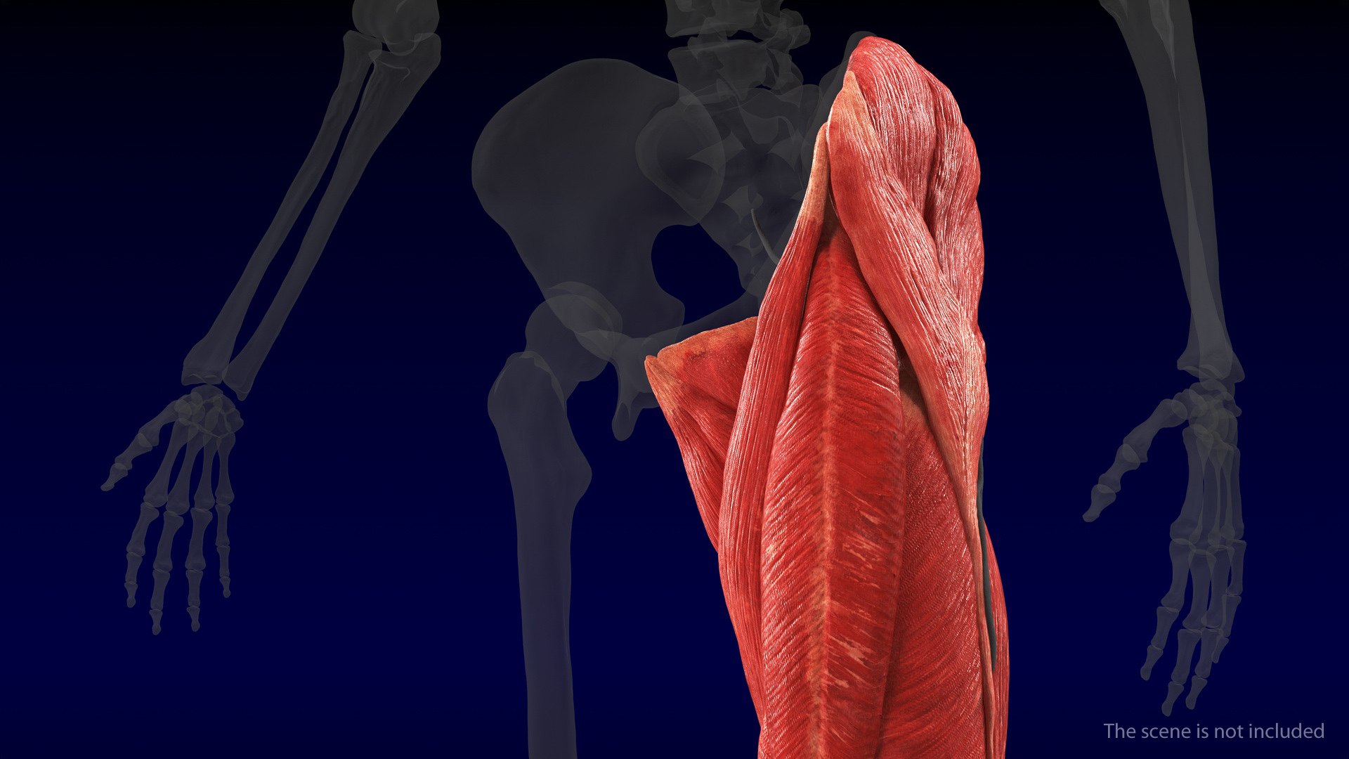 3D human leg muscular https://p.turbosquid.com/ts-thumb/2c/ZRQeoD/1GXvJre4/humanlegmuscularsystemc4dmodel003/jpg/1570748015/1920x1080/fit_q87/70bfa989eed56e9d8bb8266c2db471c99f226519/humanlegmuscularsystemc4dmodel003.jpg