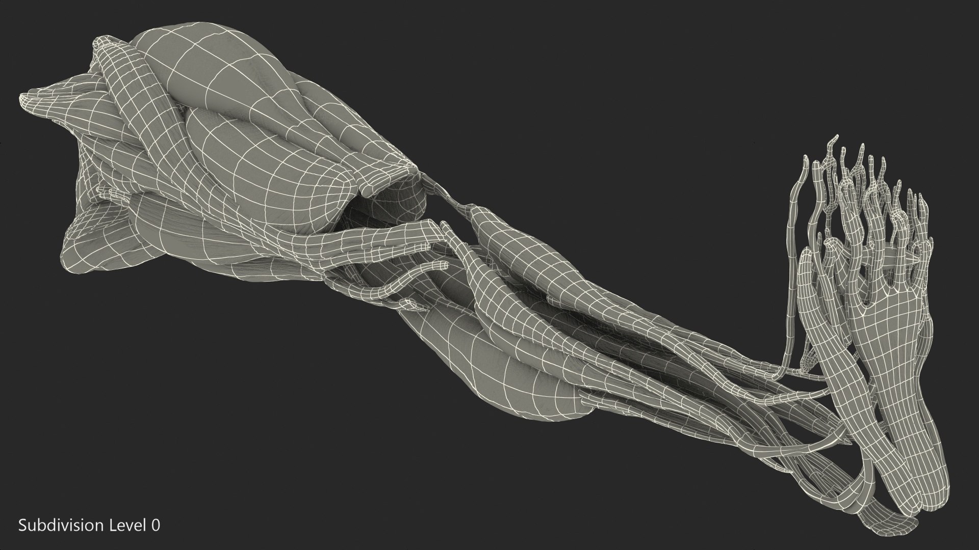 3D human leg muscular https://p.turbosquid.com/ts-thumb/2c/ZRQeoD/4zmcXXoJ/humanlegmuscularsystemc4dmodel014/jpg/1570748064/1920x1080/fit_q87/51af509598d6669f6f327239f63115692c085e51/humanlegmuscularsystemc4dmodel014.jpg