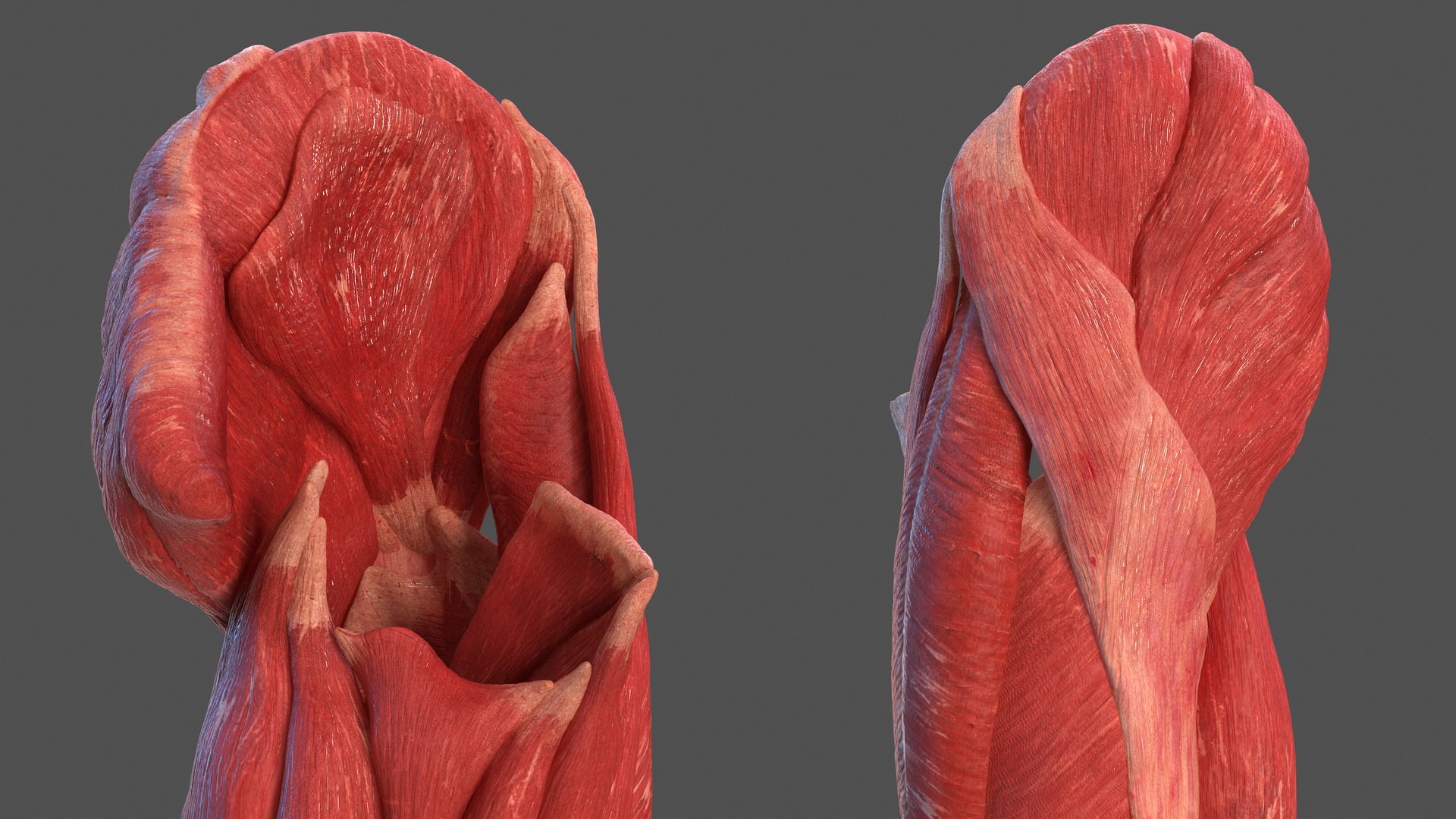 3D human leg muscular https://p.turbosquid.com/ts-thumb/2c/ZRQeoD/CJ58pOtL/humanlegmuscularsystemc4dmodel008/jpg/1570748038/1920x1080/fit_q87/6a1be734198e43805a769bbba1ecf8fab85c9c06/humanlegmuscularsystemc4dmodel008.jpg