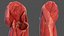 Human Leg Muscular System