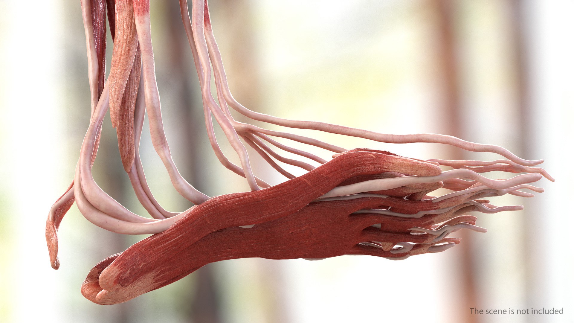 3D human leg muscular https://p.turbosquid.com/ts-thumb/2c/ZRQeoD/ESLuTk2C/humanlegmuscularsystemc4dmodel005/jpg/1570748024/1920x1080/fit_q87/2c99cbfed0925daae197410bbf1ddd57da7ad08d/humanlegmuscularsystemc4dmodel005.jpg