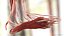 Human Leg Muscular System
