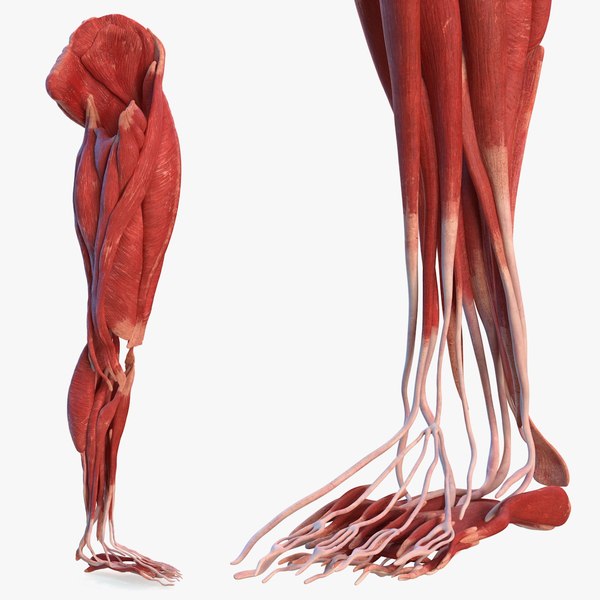 Sistema Muscular Da Perna Humana Modelo 3d - Turbosquid 1459124