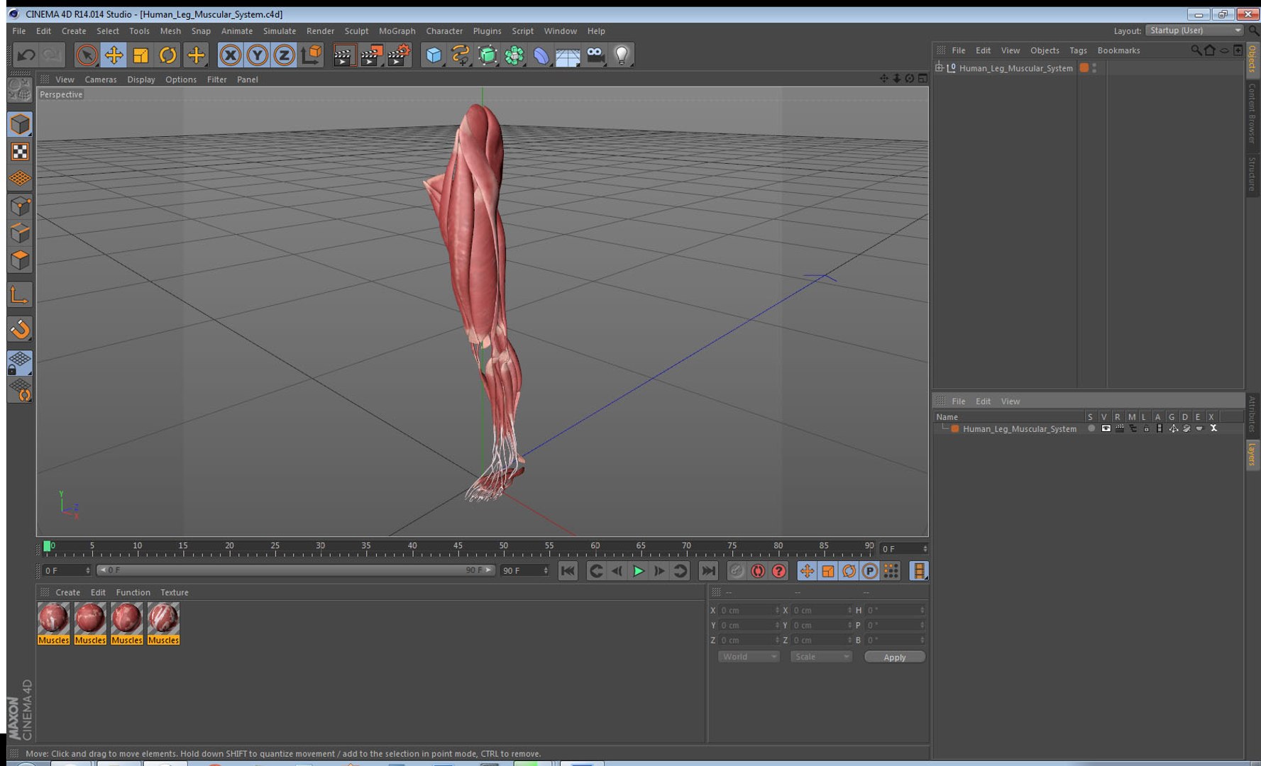 3D human leg muscular https://p.turbosquid.com/ts-thumb/2c/ZRQeoD/OMyXjY5S/humanlegmuscularsystemc4dmodel019/jpg/1570748087/1920x1080/fit_q87/e367a1e0e8509ab96b95a2642bb1caef9e9611cc/humanlegmuscularsystemc4dmodel019.jpg
