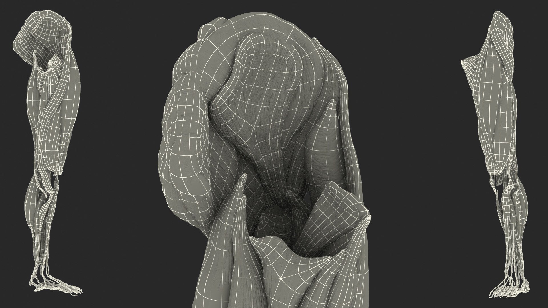 3D human leg muscular https://p.turbosquid.com/ts-thumb/2c/ZRQeoD/SFF4CrQX/humanlegmuscularsystemc4dmodel021/jpg/1570748096/1920x1080/fit_q87/2e829b5a43826d45a5a30e394e9c75ebb03aa07e/humanlegmuscularsystemc4dmodel021.jpg