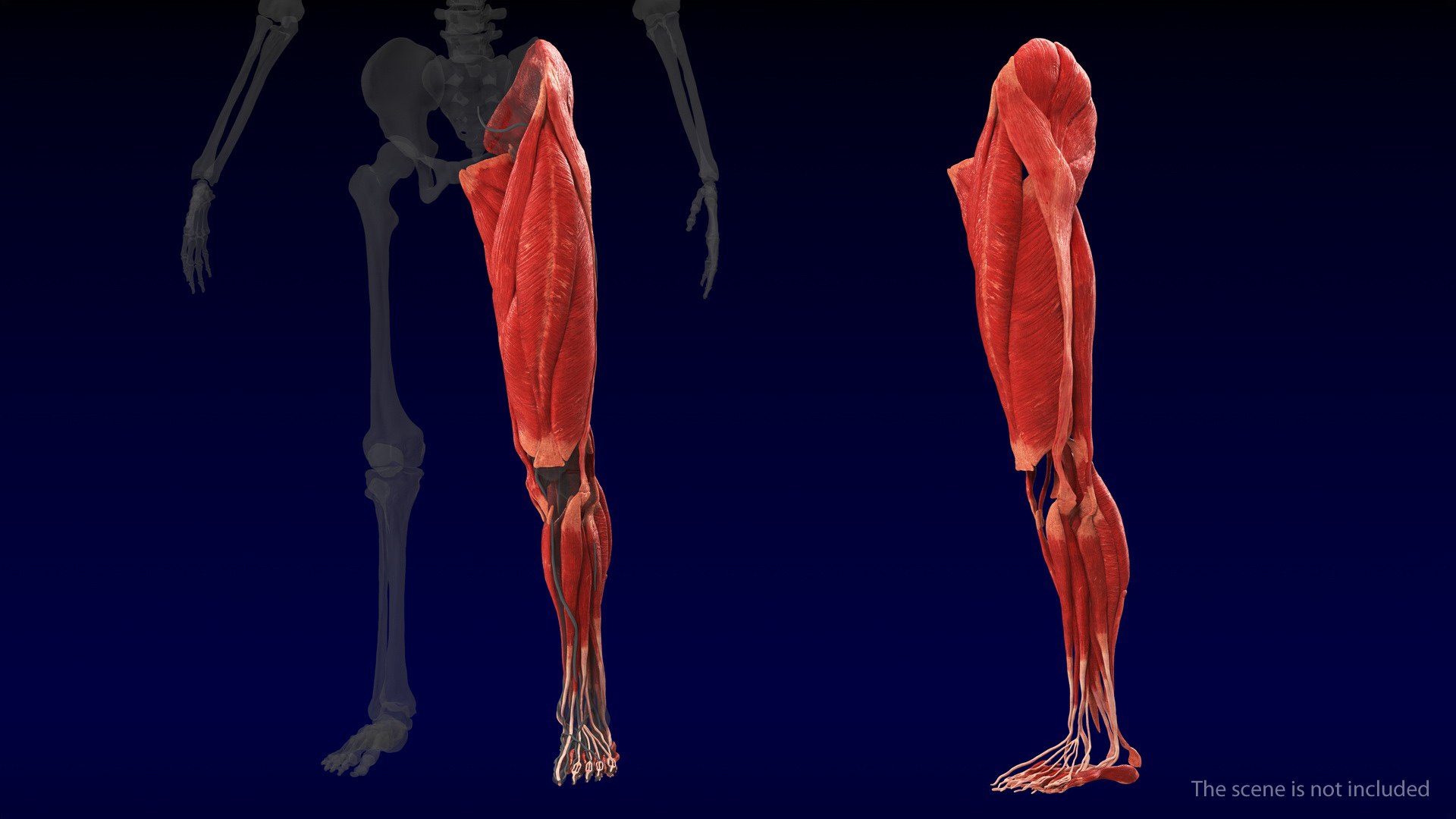 3D human leg muscular https://p.turbosquid.com/ts-thumb/2c/ZRQeoD/T3zdd1Hv/humanlegmuscularsystemc4dmodel002/jpg/1570748011/1920x1080/fit_q87/340f527b16e84761e24a0203452f203e3d5def14/humanlegmuscularsystemc4dmodel002.jpg