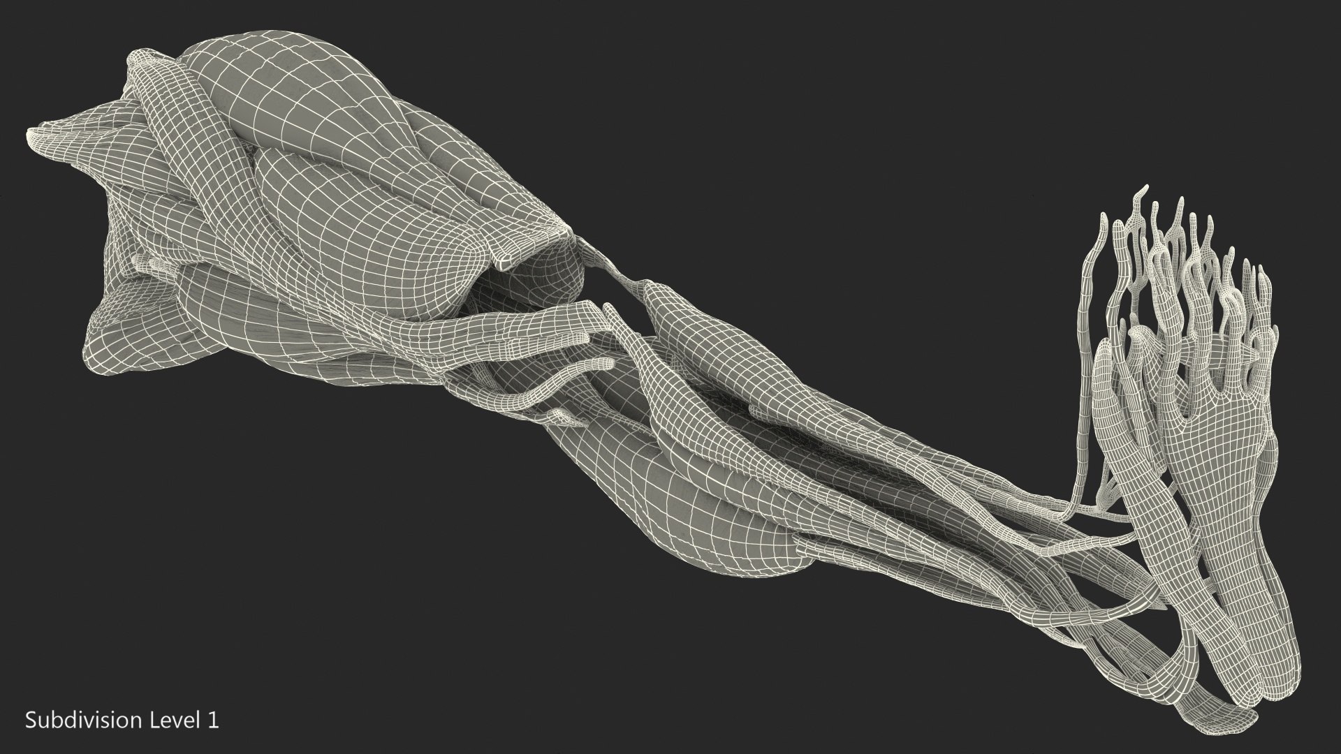 3D human leg muscular https://p.turbosquid.com/ts-thumb/2c/ZRQeoD/jI17sL1s/humanlegmuscularsystemc4dmodel015/jpg/1570748068/1920x1080/fit_q87/68e2ca5f0f546717690c10eaf99dd849028b6465/humanlegmuscularsystemc4dmodel015.jpg