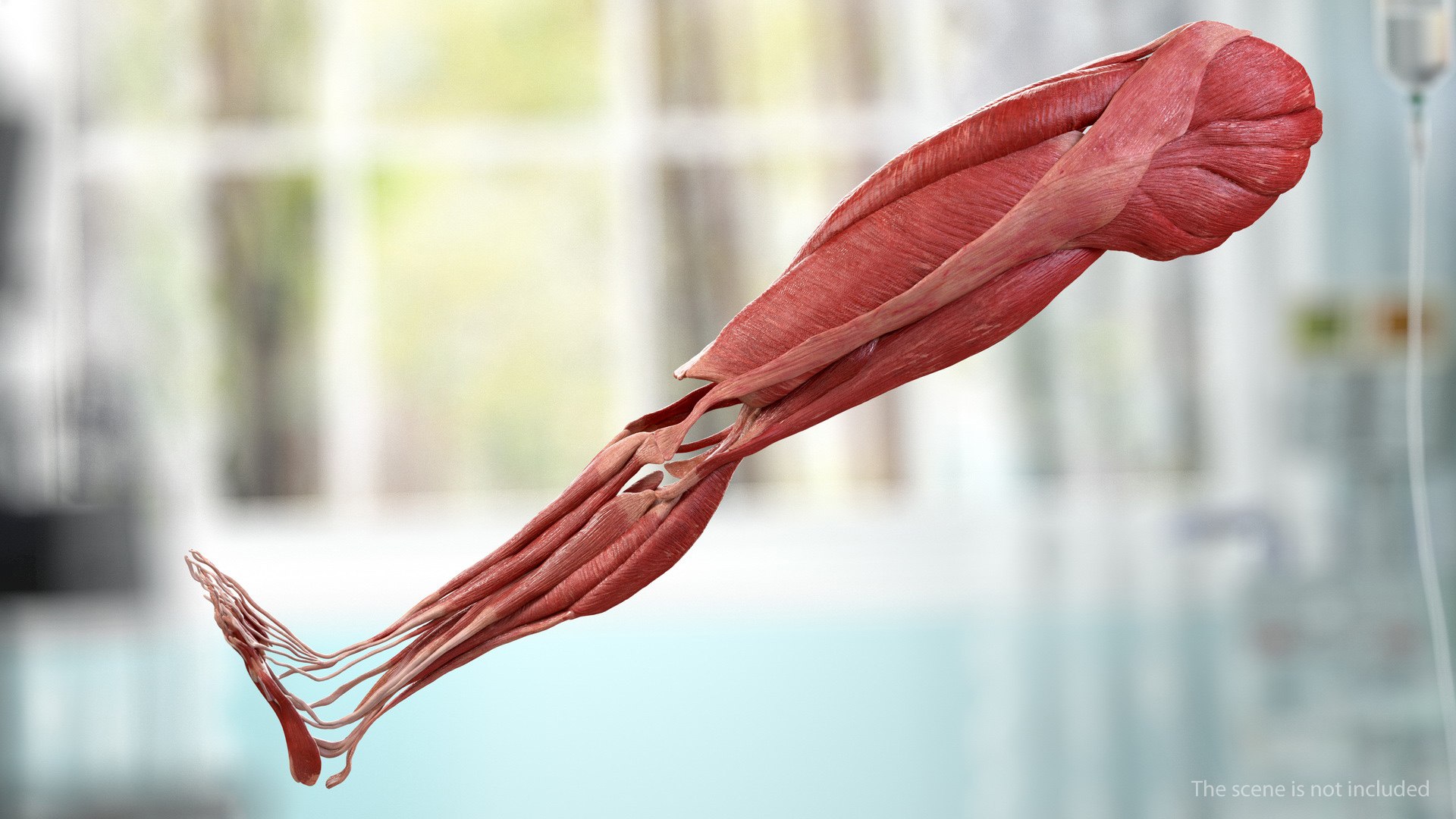 3D human leg muscular https://p.turbosquid.com/ts-thumb/2c/ZRQeoD/jlaaxAnZ/humanlegmuscularsystemc4dmodel004/jpg/1570748020/1920x1080/fit_q87/b6429af7869792701fe60730078a5675ae0d6303/humanlegmuscularsystemc4dmodel004.jpg