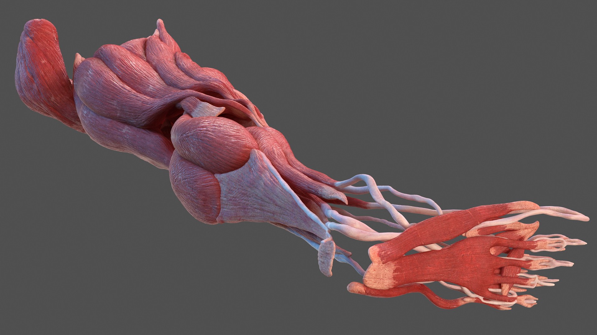 3D human leg muscular https://p.turbosquid.com/ts-thumb/2c/ZRQeoD/mDGd9qw0/humanlegmuscularsystemc4dmodel011/jpg/1570748052/1920x1080/fit_q87/0bbf776a5630eafa27107fe10e96f79c5bffa4c3/humanlegmuscularsystemc4dmodel011.jpg