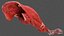 Human Leg Muscular System