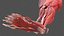 Human Leg Muscular System