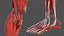 Human Leg Muscular System