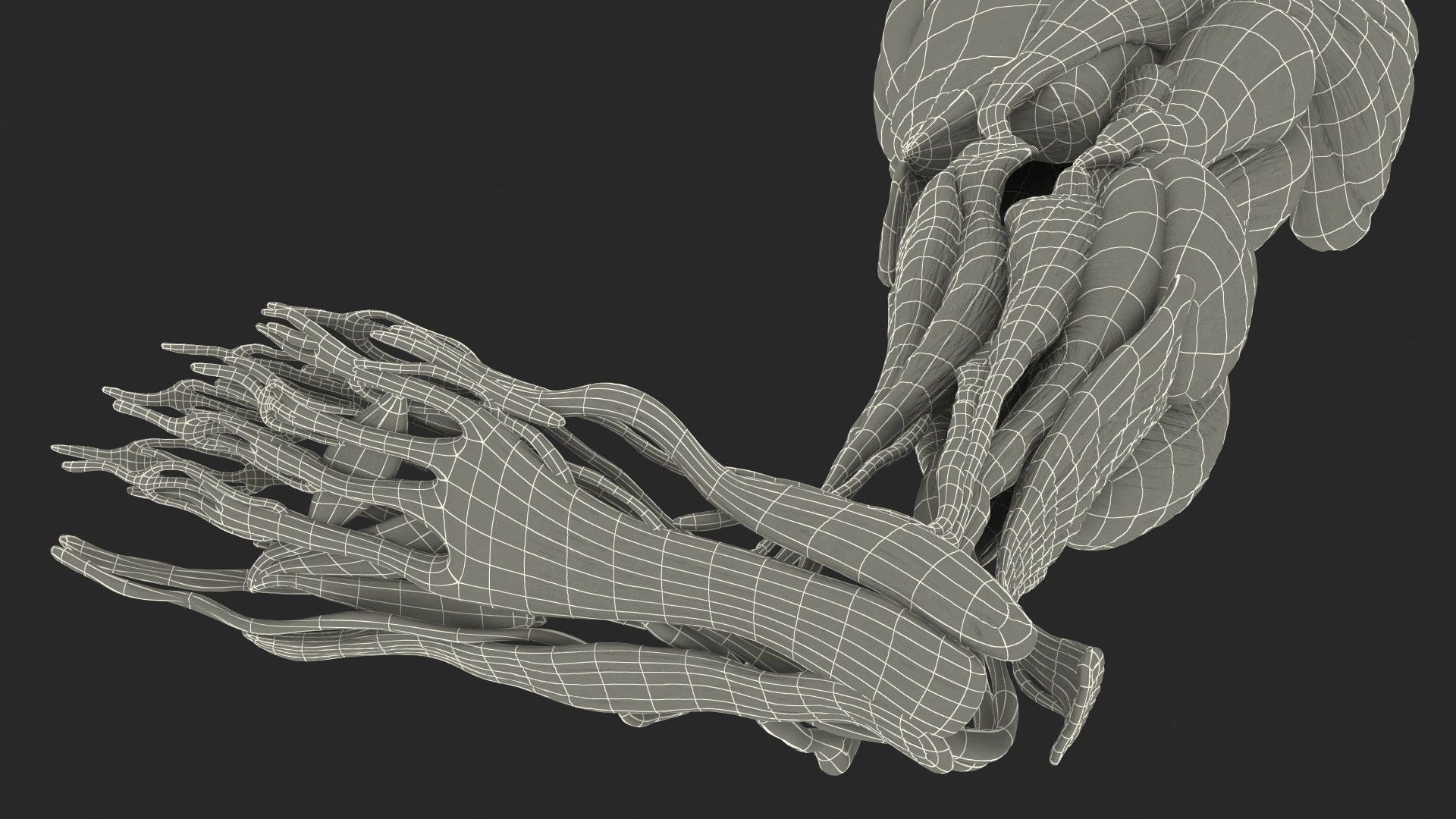 3D human leg muscular https://p.turbosquid.com/ts-thumb/2c/ZRQeoD/y4XAIOaL/humanlegmuscularsystemc4dmodel023/jpg/1570748105/1920x1080/fit_q87/3de9aa0f40af2868feea02a552883b7bcf1a4ba3/humanlegmuscularsystemc4dmodel023.jpg