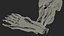 Human Leg Muscular System