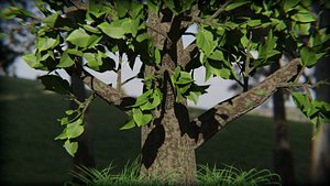 Growing Tree Animation
