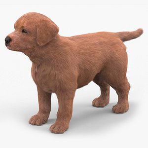 3D Brown Labrador Retriever Puppy Fur for Cinema 4D model