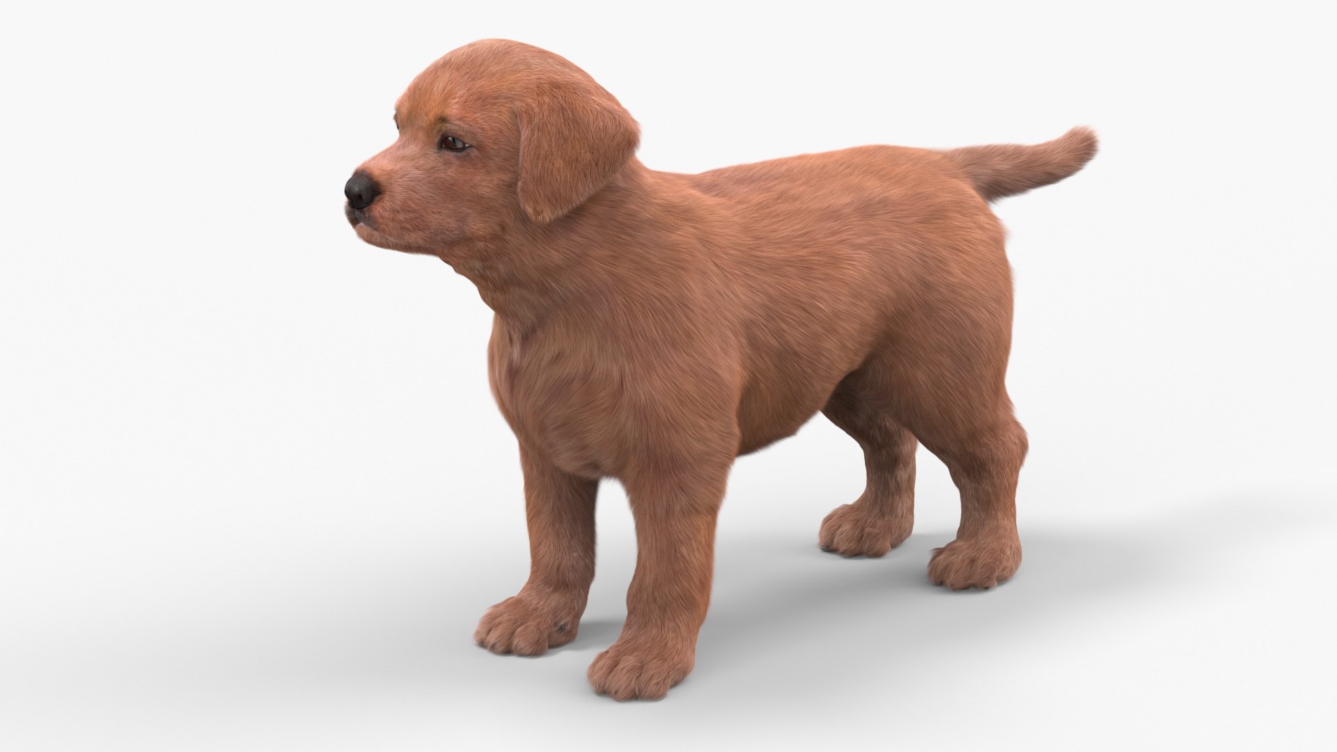Brown Labrador Retriever Puppy Fur for Cinema 4D 3D model preview