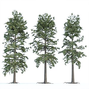 pine trees collection vol 102 3D model