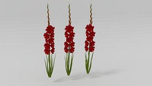 Gladiolus 3d