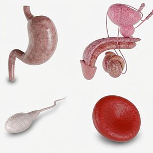Human Male Reproductive and Organ 3D Collection