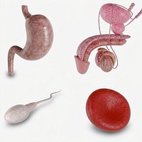 Human Male Reproductive and Organ 3D Collection