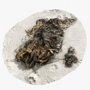 Alga From Brittany Coast 4