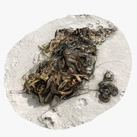 Alga From Brittany Coast 4