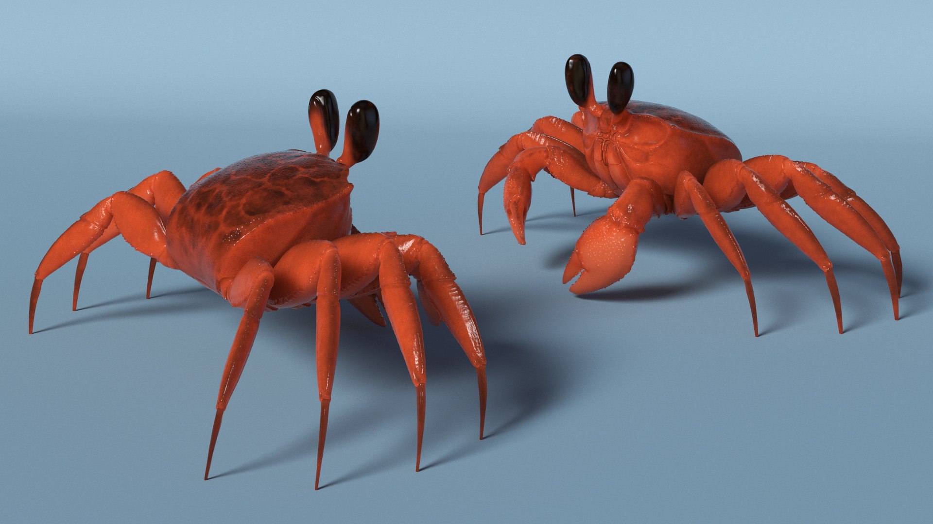 3D Coastal Burrowing Crab Red model https://p.turbosquid.com/ts-thumb/2d/KzrFBy/uE/coastal_burrowing_crab_red_005/jpg/1750132847/1920x1080/fit_q87/85f0ce7871de4d5874209bdf7bbe2d06c88ab722/coastal_burrowing_crab_red_005.jpg