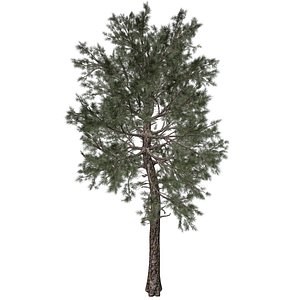 3D Loblolly Pine Tree - 10 -