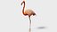 Flamingo OBJ 3D