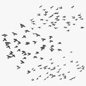 Large Flocks of Pigeons Flying
