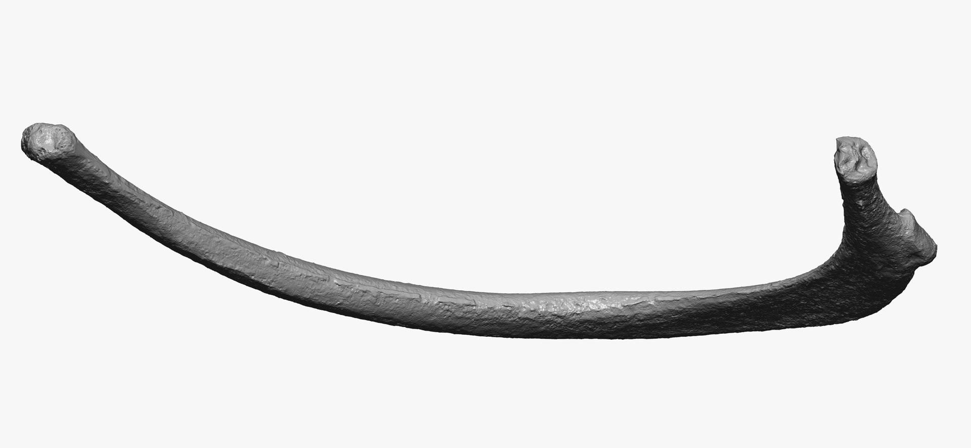 Kangaroo Red Necked Wallaby (Macropus Rufogriseus) Rib T3 RAW Scan 3D ...