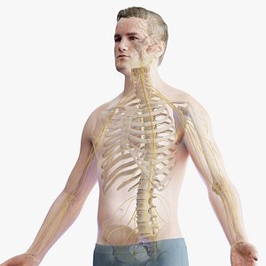 Human Male Body Skeletal and Nervous Systems