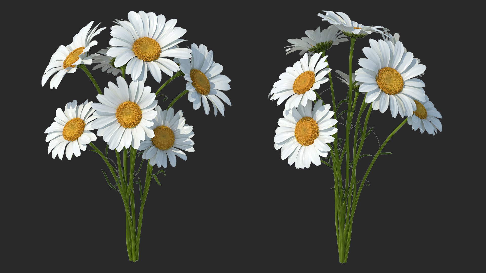 Bouquet of Chamomile Flowers 3D model preview