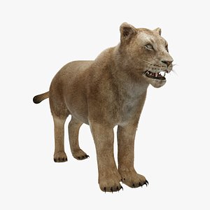 Lioness 3D model